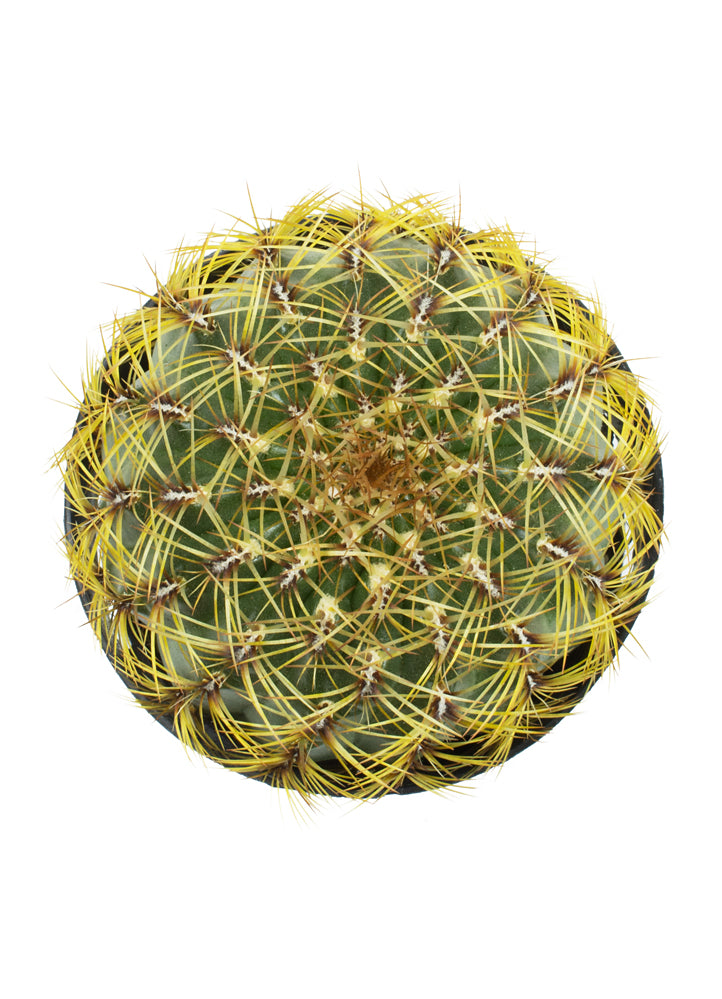 Oroya peruviana