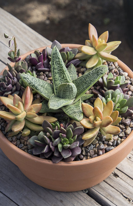 little warty succulent Gasteria 'Little Warty'