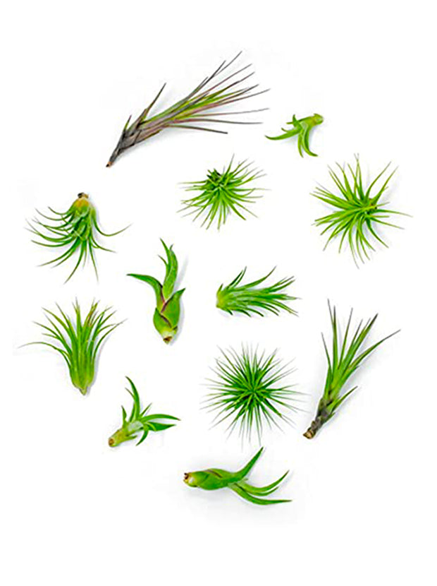 24 Pack of Small Assorted Tillandsias Air Plants