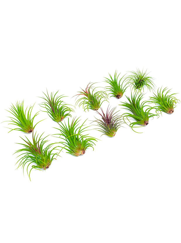 specialty air plants 25 Pack of Large Ionantha Tillandsia Air Plants – Altman Specialty Plants