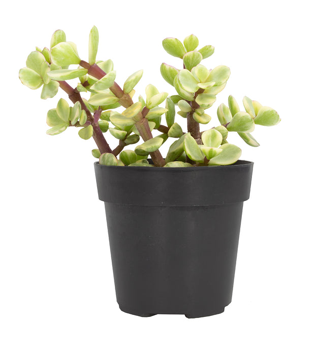 where to buy portulacaria afra Portulacaria afra 'Variegata' “Rainbow Elephant Bush”