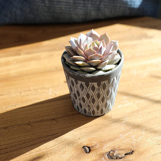 angel kissed succulent Echeveria 'Angel Kissed' PP33,617