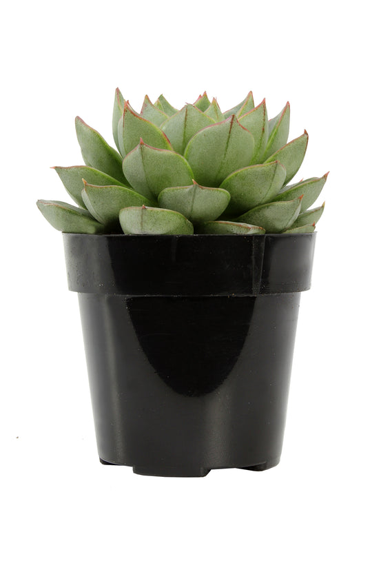 parva succulent Echeveria parva