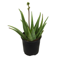 Aloe 'Rooikappie' - 1 Gallon
