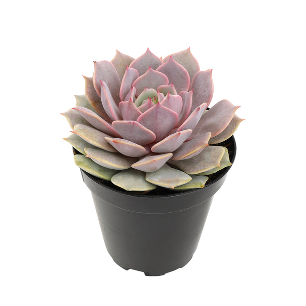 ruby kissed succulent Echeveria 'Angel Kissed' PP33,617