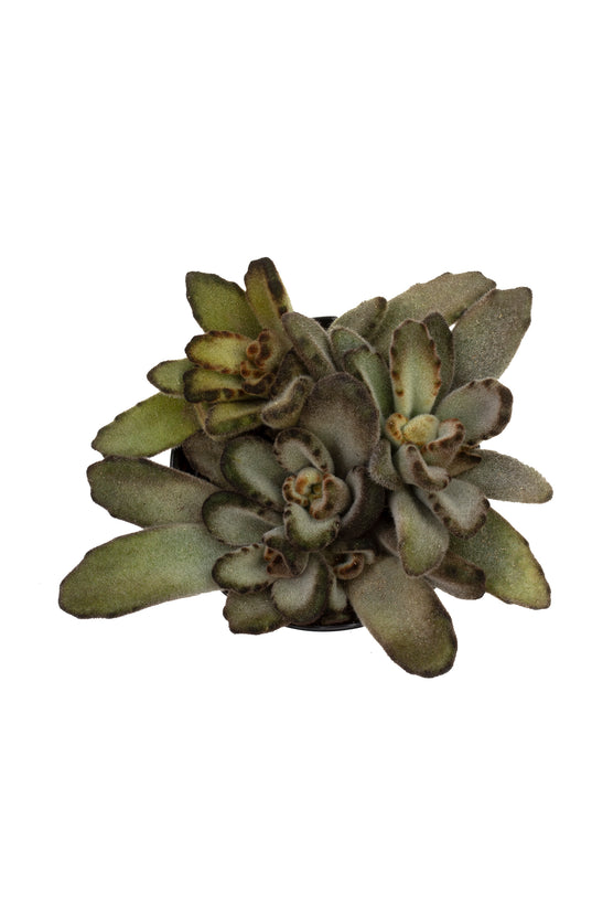 Kalanchoe tomentosa ‘Chocolate Soldier’ - 2.5"