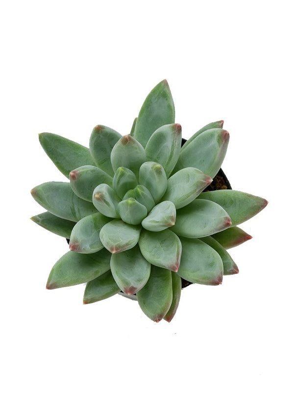 echeveria glauca succulent Pachyveria 'Glauca' “Little Jewel”