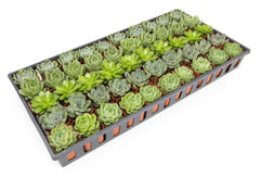 2 Inch Green Rosette Succulents Plants Live Indoor Plants, Bulk Wedding Favors (50 Pack)