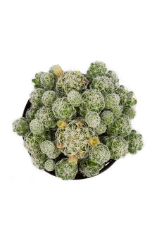 Mammillaria gracilis fragilis "Thimble Cactus" - 2.5"
