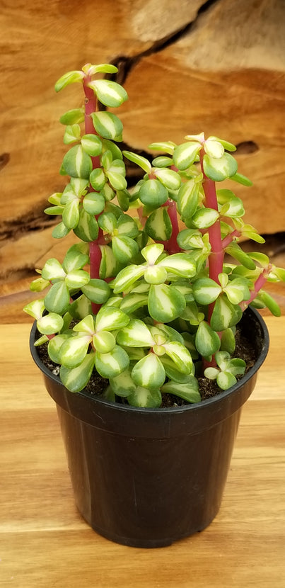 rainbow bush succulent Portulacaria afra 'Medio-picta' (Midstripe Rainbow Bush)