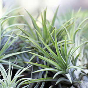 artificial air plants bulk 100 Pack Bulk Assorted Tillandsia Air Plants – Altman Specialty Plants