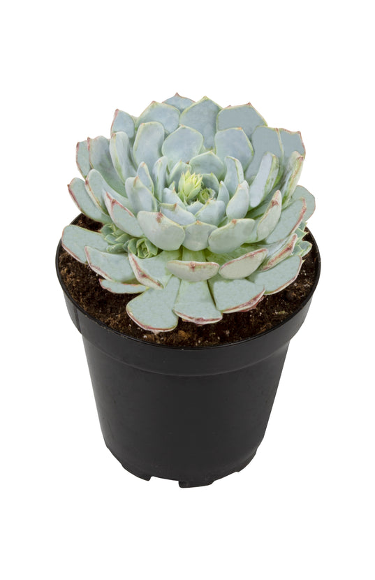 minima succulent Echeveria minima hybrid