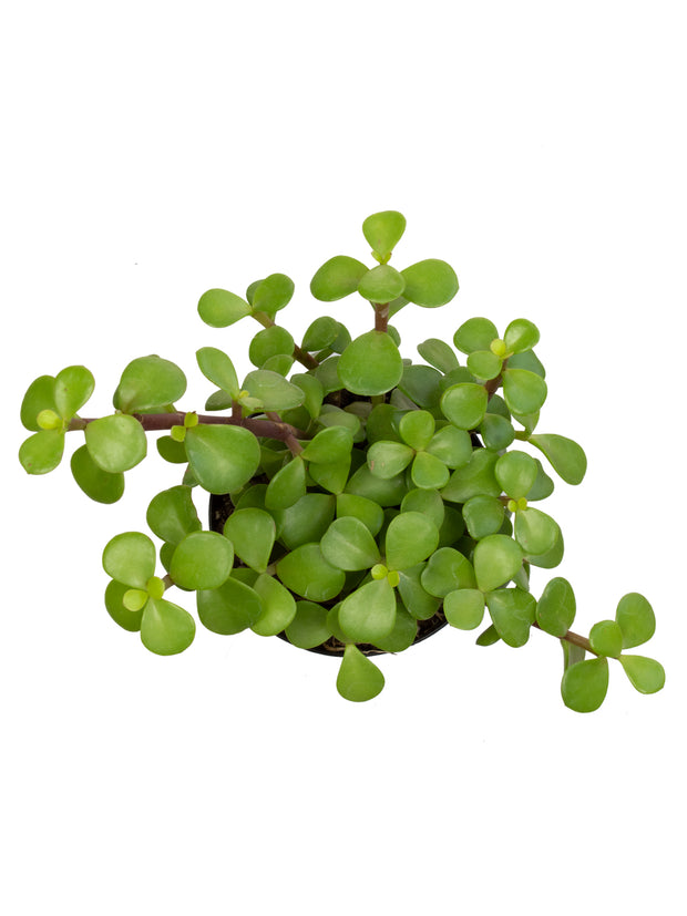 spekboom succulent Portulacaria afra “Elephant Bush / Spekboom”