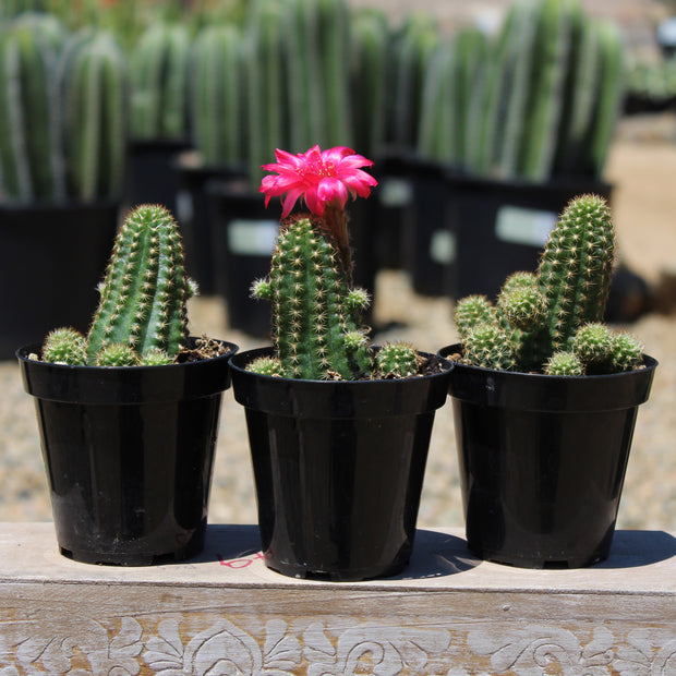types of peanut cactus Echinopsis 'Rose Quartz' "Peanut Cactus"