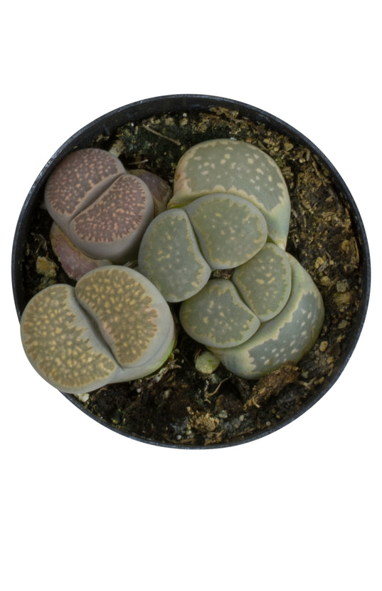 lithops succulent plants Lithops spp