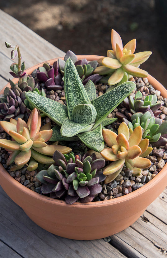 gasteria little warty succulent Gasteria 'Little Warty'