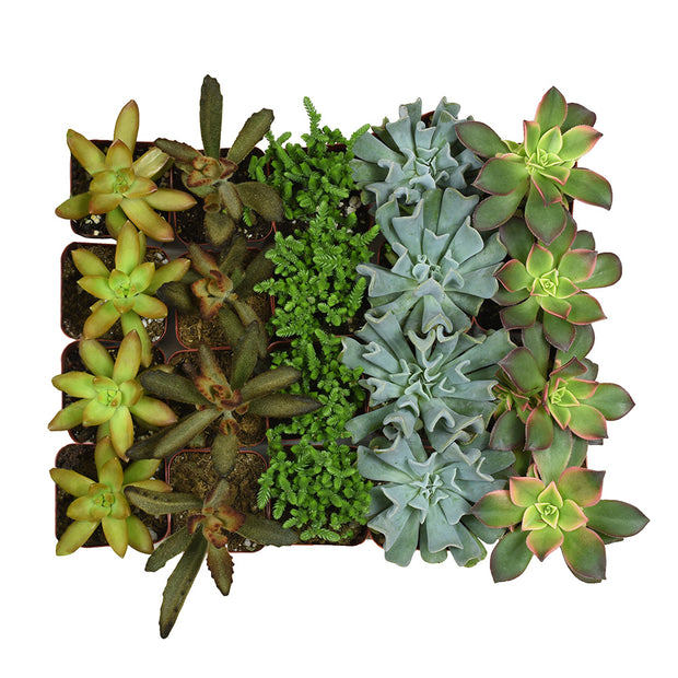 wholesale bulk succulents Assorted Mini 2" Succulents 20 Pack
