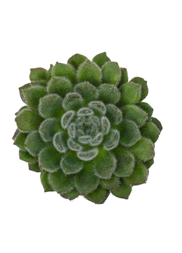 Echeveria setosa ciliata - 2.5"