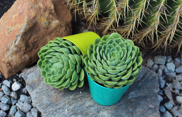 lime and chili succulent Echeveria 'Lime n' Chile'