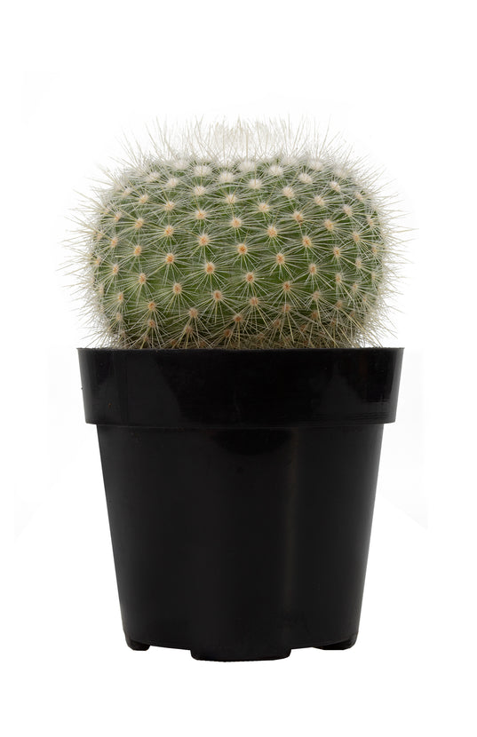 Notocactus scopa “Silver Ball Cactus” - 2.5"