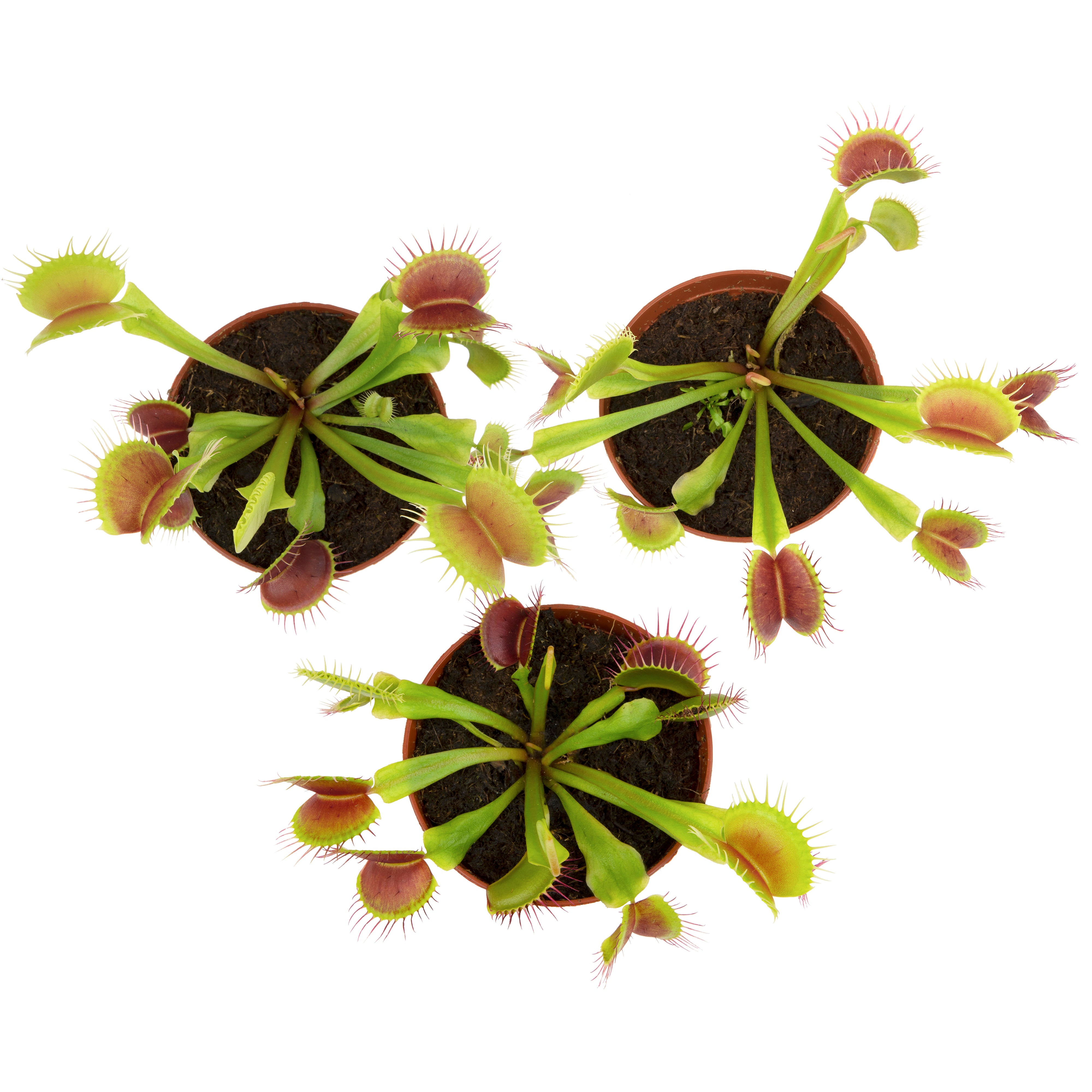 3IN VENUS FLYTRAP -3 PACK – Altman Specialty Plants
