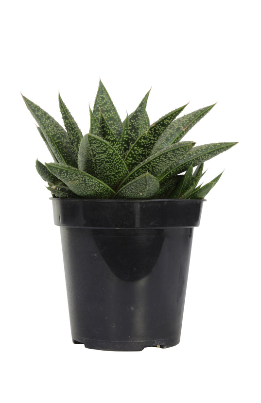 scf succulent Gasteria 'Flow'