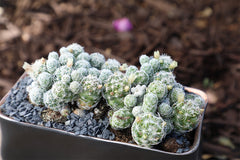 Mammillaria gracilis fragilis "Thimble Cactus" - 3.5"