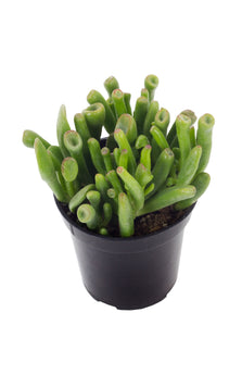 tubular succulent plant Crassula ovata 'Gollum'