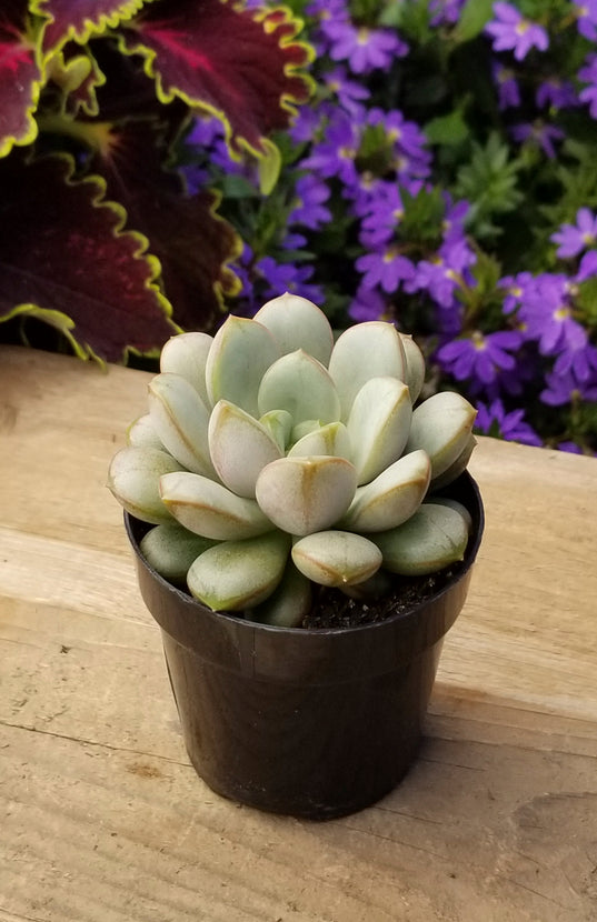 amethorum succulent Graptoveria 'Amethorum'