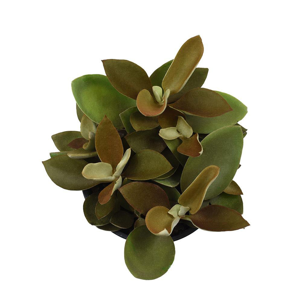 1 gallon succulents Succulent Combo