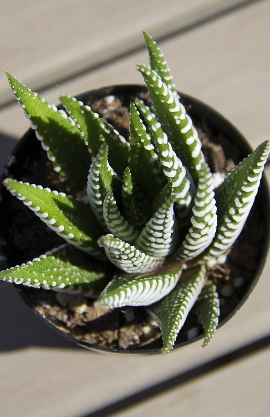 zebra striped succulent plant Haworthia fasciata “Zebra Plant”
