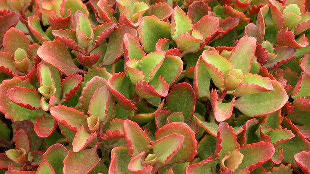 coccinea succulent Kalanchoe longiflora coccinea