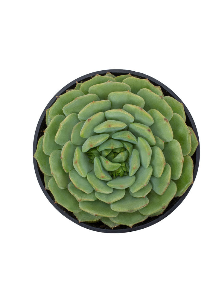 echeveria dondo succulent Echeveria 'Dondo'