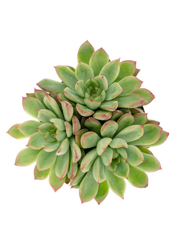 starlite succulent Echeveria 'Starlite'