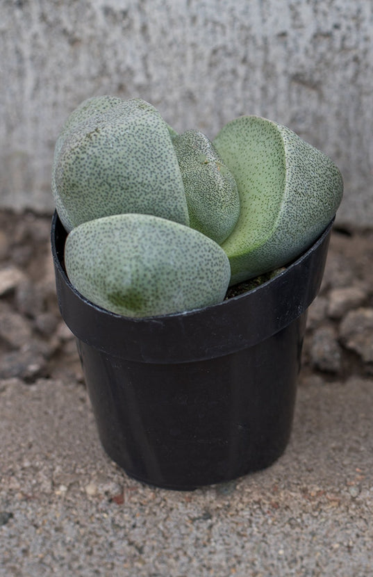 mimicry succulent Pleiospilos nelii “Split Rock”