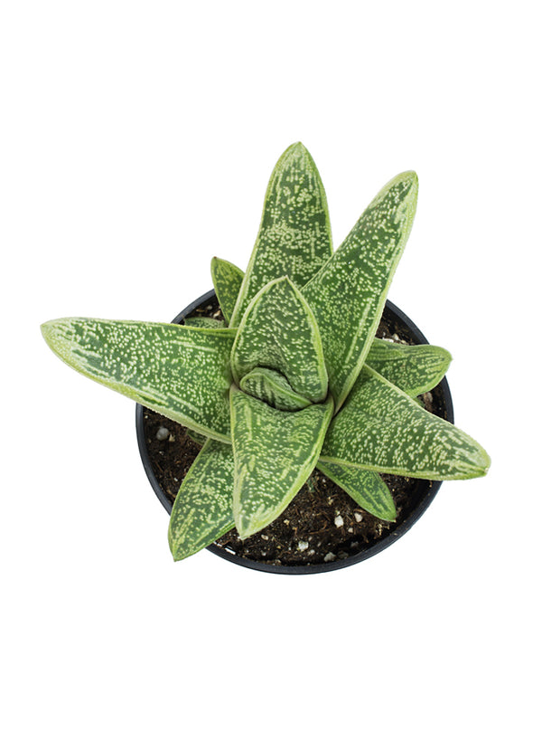 warty succulent Gasteria 'Little Warty'