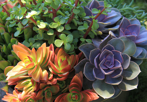 perle von nurnberg echeveria succulent Echeveria 'Perle von Nurnberg'