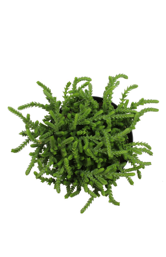 giant watch chain succulent Crassula lycopodiodes 'Watch Chain'