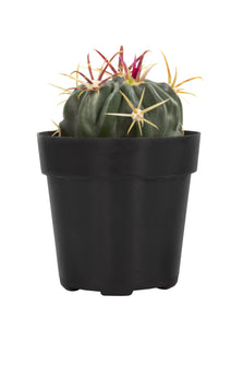 2.5 IN Cactus Ferocactus latispinus- Front