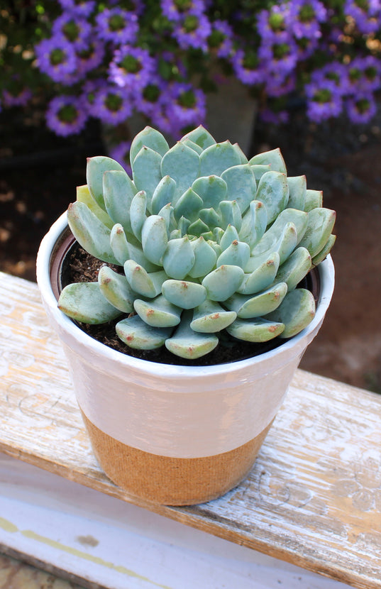 Echeveria minima hybrid - 3.5"