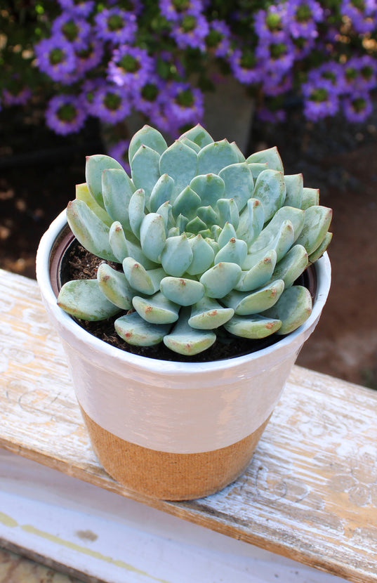 minima succulent Echeveria minima hybrid
