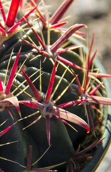 2.5 IN Cactus Ferocactus latispinus- Close Up