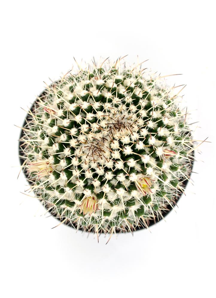 mammillaria nejapensis Mammillaria nejapensis “Silver Arrows”