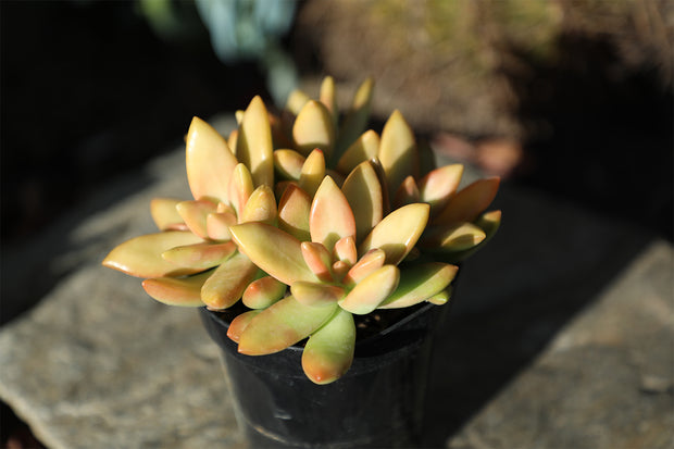 golden sedum succulent 2.5" Golden Sedum/ Sedum Alophi