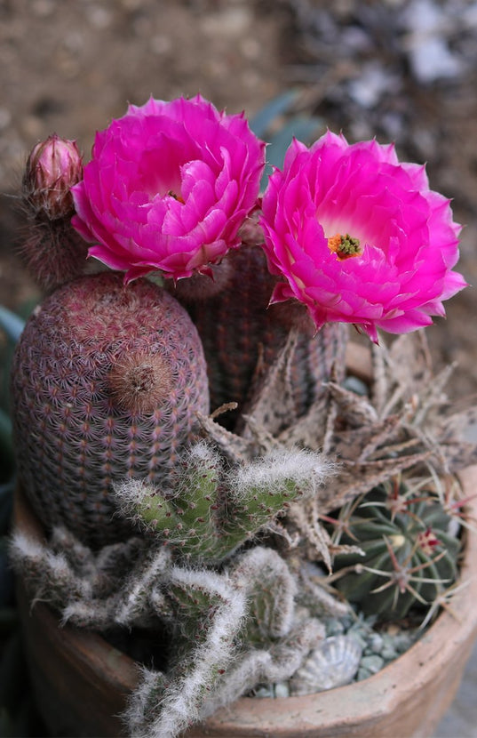 Echinocereus rigidissimus rubrispinus “Rainbow Hedgehog Cactus” - 2.5”