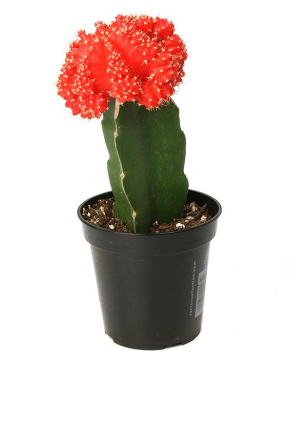 Gymnocalycium mihanovichii 'Hibotan' "Moon Cactus" Red - 2.5"