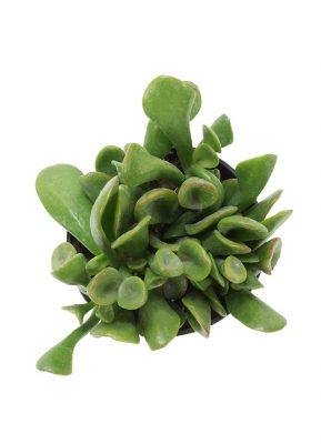 ogres ears succulent Crassula ovata 'Ogre's Ears'