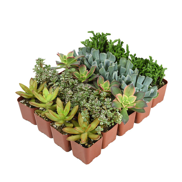 buy succulents in bulk near me Assorted Mini 2" Succulents 20 Pack
