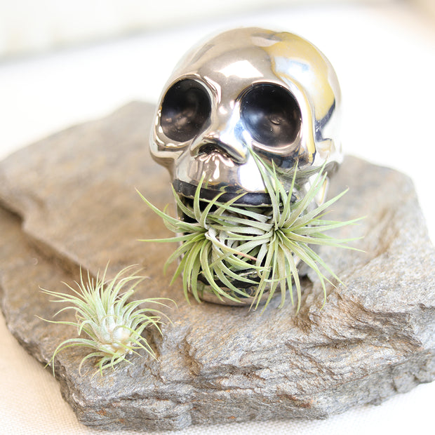 skull air plant holder 75PK MINI IONANTHA TILLANDSIA (AIR PLANTS) – Altman Specialty Plants