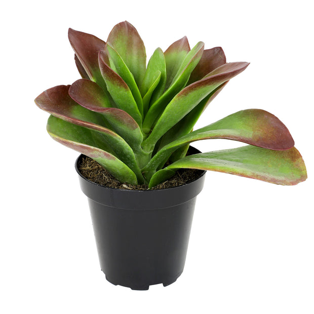 mother of dragons succulent Kalanchoe 'Little Dragon' PP34,248